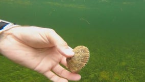 Pasco County’s scalloping season begins