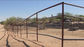 Dozens of exotic animals returned to rightful owner following Rio Verde raid