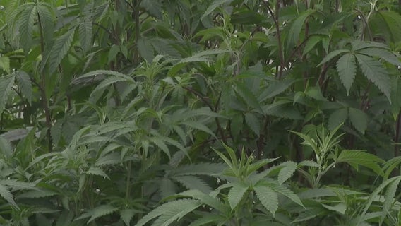 Texas medical marijuana: House passes bill to expand Compassionate-Use Program
