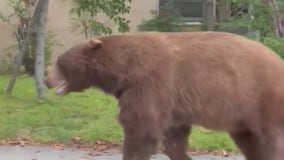 Bear living underneath Sierra Madre home