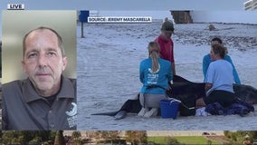 Marine researcher on beached pygmy sperm whale