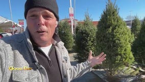 Good Day Uncut: Tis the season for Christmas Tree shopping