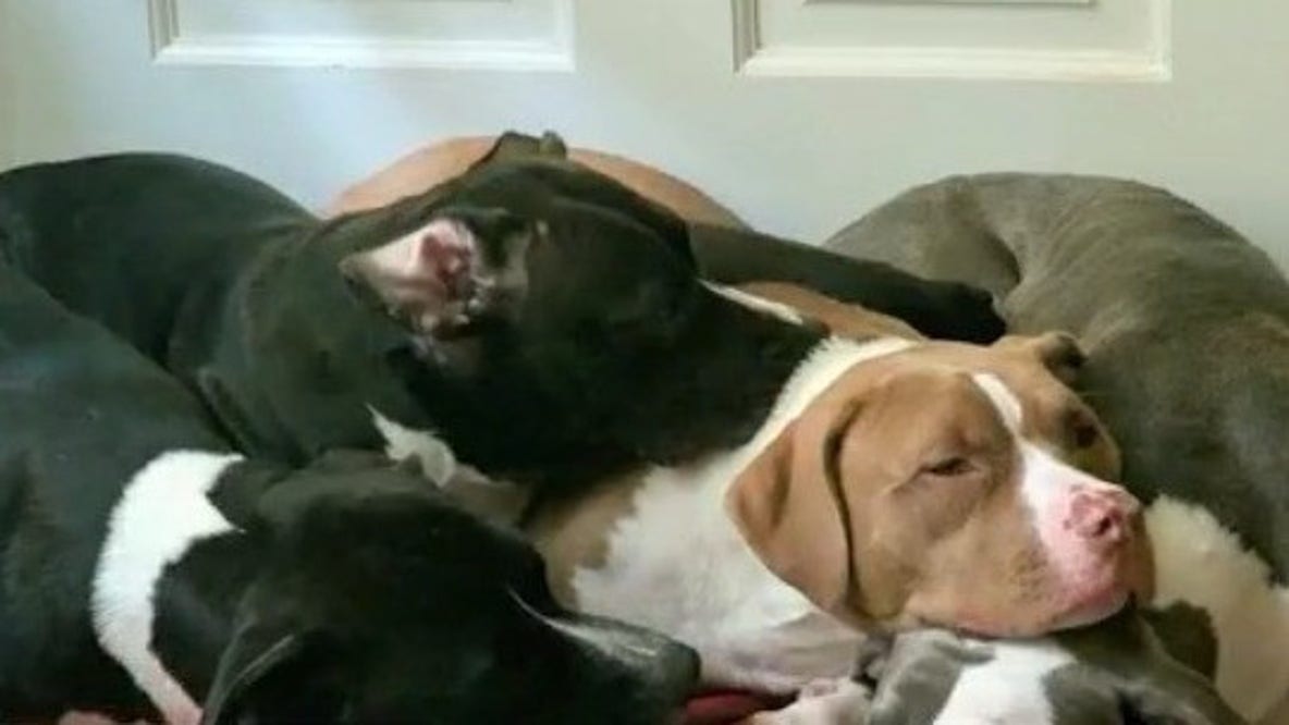 Ocala police officers accused of firing 30 shots at dogs