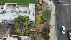 Monsoon storm topples trees in Scottsdale