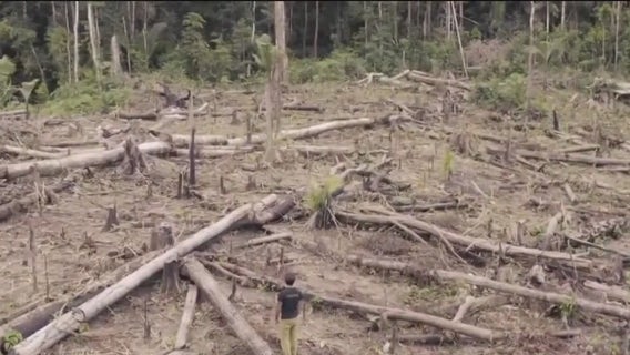 Gold mining is sucking the Amazon dry