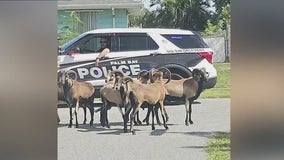 Palm Bay police officers round up rams on the run