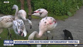 Woodland Park Zoo to host 'Oktobearfest' this fall