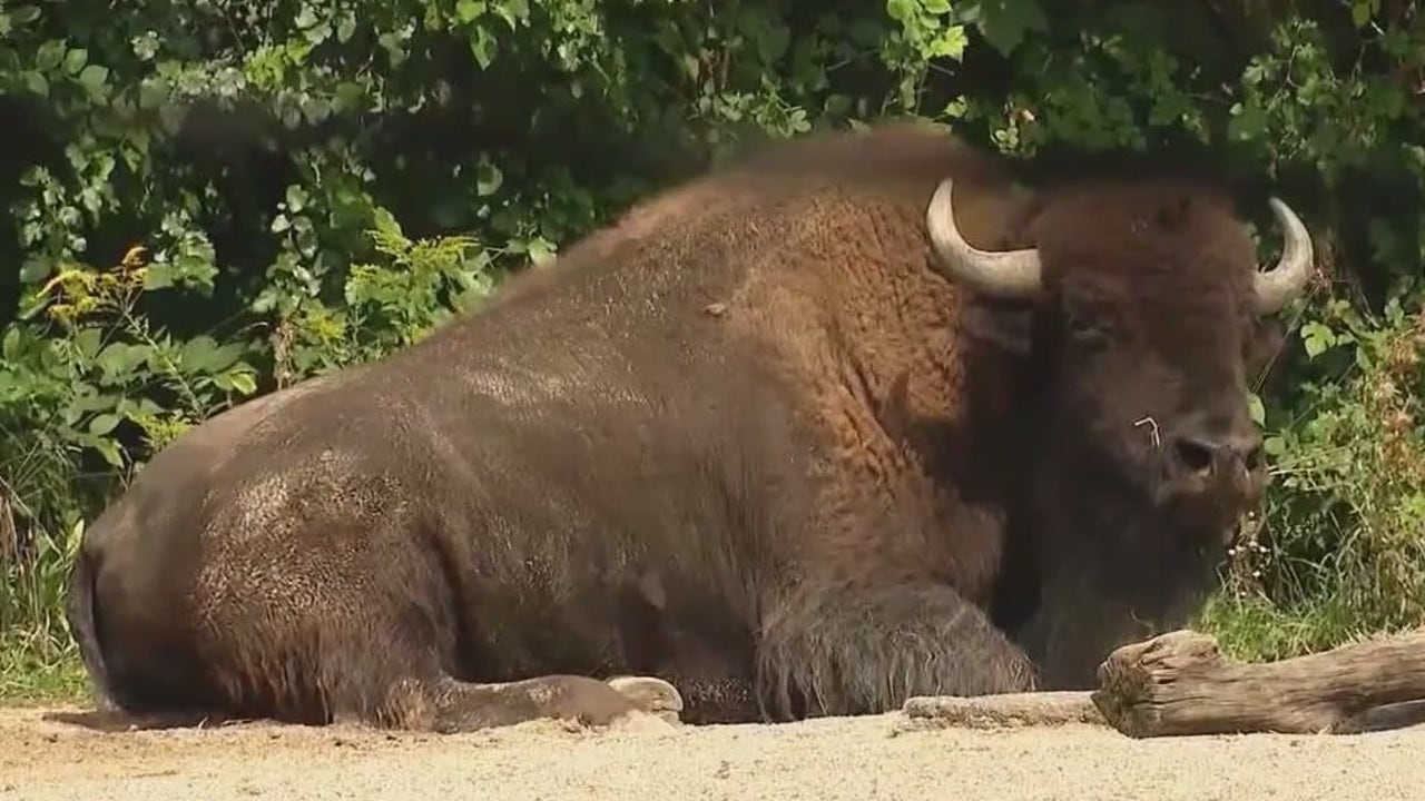 Bison abound at Brookfield Zoo Chicago | FOX 32 Chicago