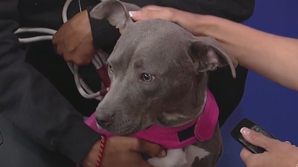 Meet Jaslene: Our Pet of the Day