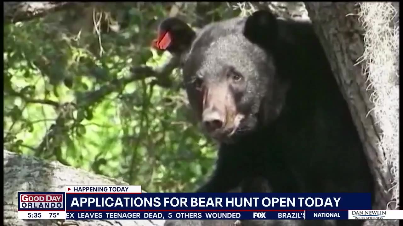 Applications for bear hunt open today