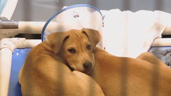 Animal advocacy groups warn consumers about buying dogs from pet stores