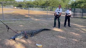 Video: Alligator removed from FishHawk preschool parking lot