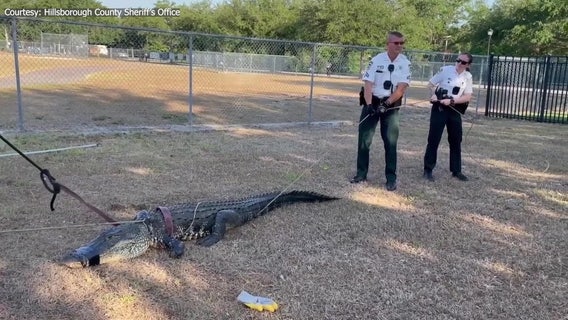 Video: Alligator removed from FishHawk preschool parking lot
