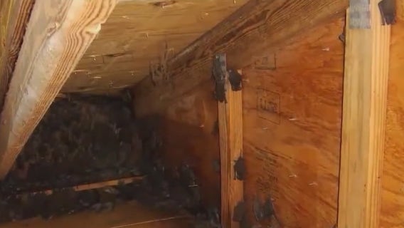 Bats invading Central Florida apartments; residents powerless until mid-August