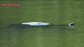 'Mysterious' creature emerges in Lincoln Park's North Pond