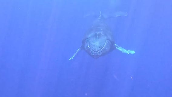 Watch: Divers’ close whale encounter after spectacular breach