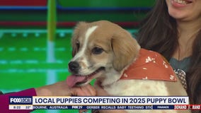 Meet the local pups competing in this year's Puppy Bowl