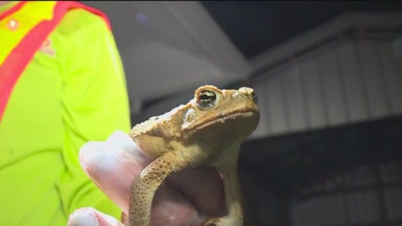 Toxic toad warning: Here's how to protect your pets