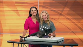 Meet Kallen -- Pet of the Day