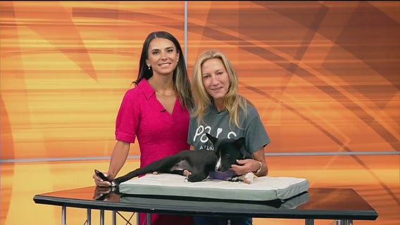 Meet Kallen -- Pet of the Day