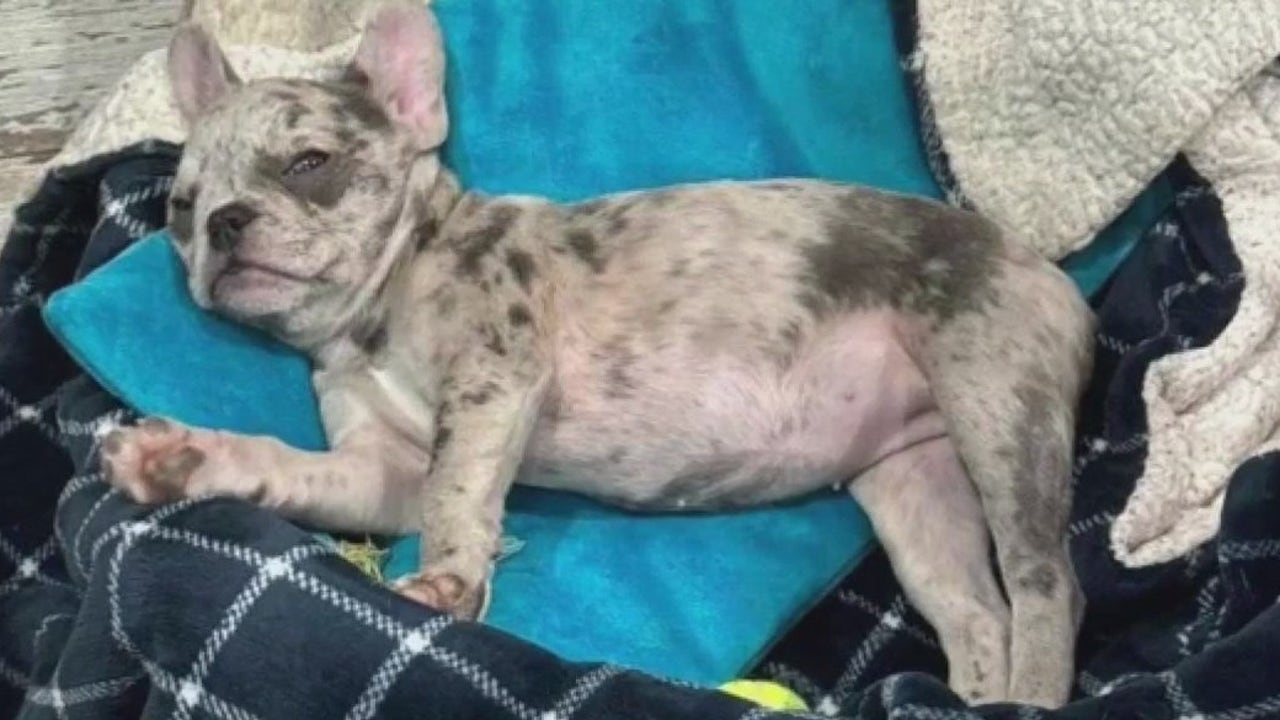 MN influencer accused of bad dog breeding FOX 9 MinneapolisSt. Paul