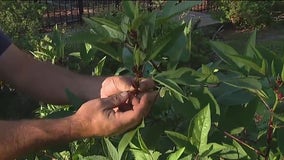 Roselle plants growing this fall