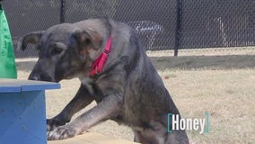 Pet of the Day: Honey