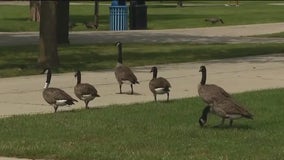 Wild geese take up residence at Brookfield Zoo Chicago