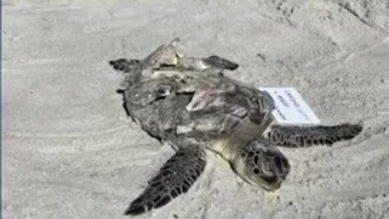 FOX 35 Investigates: Sea creature deaths in Brevard County