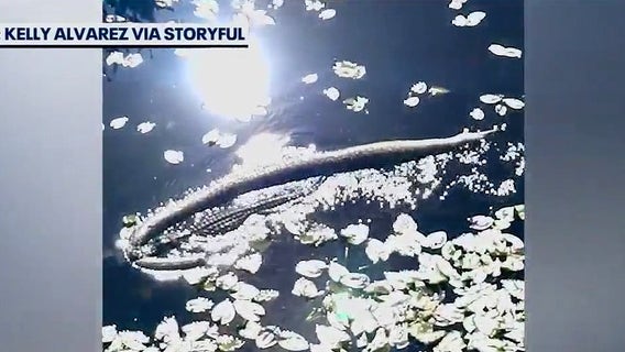 Alligator spotted dragging massive Burmese python in Florida Everglades