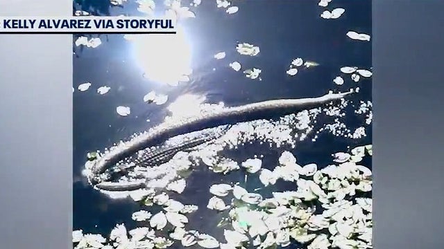 Alligator spotted dragging massive Burmese python in Florida Everglades