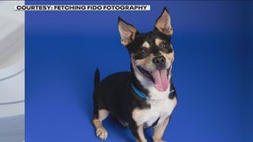 Pet of the Weekend: Martin