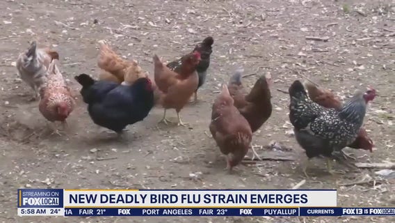 New deadly bird flu strain emerges