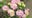 Hydrangeas 101 with Pike Nurseries