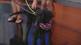 Meet Roxie and Griffin: Our Pets of the Day