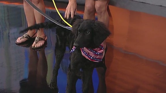 Meet Roxie and Griffin: Our Pets of the Day