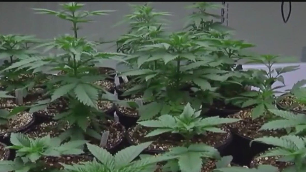 MN cannabis licenses being resold for large profit