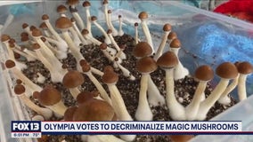 Olympia votes to functionally decriminalize magic mushrooms