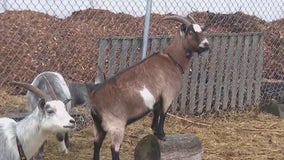 Local company providing Christmas trees as food for goats