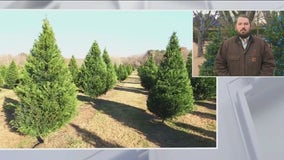 Morton Arboretum expert details how best to care for your real Christmas tree