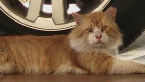 Florida cat escapes vet after procedure, travels 3 miles back home: ‘I would’ve called an Uber’