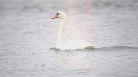 Lakeland’s Annual Swam Roundup