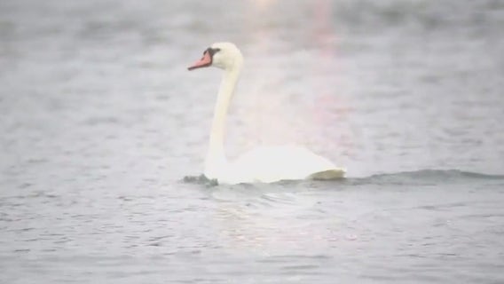 Lakeland’s Annual Swam Roundup