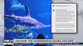 Hammerhead shark dies at Adventure Aquarium in Camden