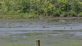 Stumps visible in Suffolk County pond