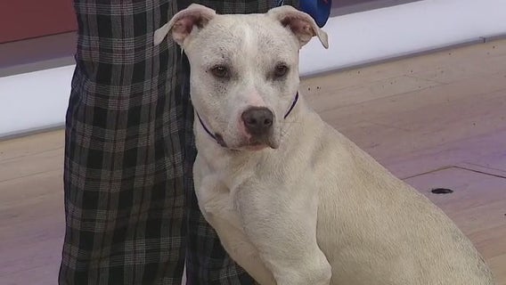 Adopt-A-Pet: Meet Jellybean