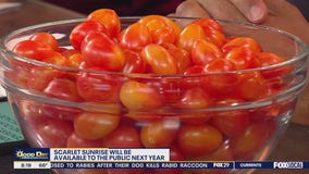 Scarlet Sunrise: New grape tomatoes developed at Rutgers greenhouse