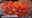 Scarlet Sunrise: New grape tomatoes developed at Rutgers greenhouse