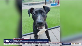 Meet Mason and Eclipse: Our Pets of the Day