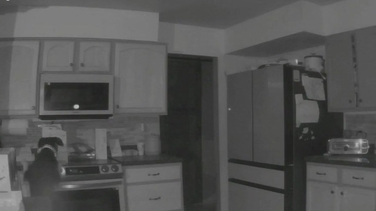 Dog sets fire by jumping on stove FOX 5 Atlanta